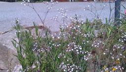 Utomhusväxt med smala blad och många små vita blommor.