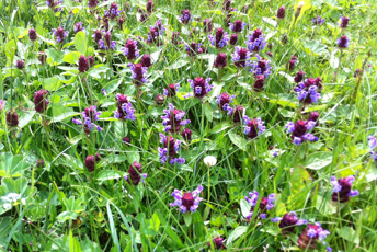 Lågt växande brun aktig blomma