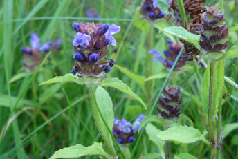 Liten växt med gröna blad och blomma som går i blått och brunt