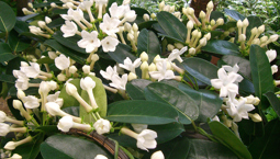 Krukväxt med gröna blad och vita starkt doftande blommor.