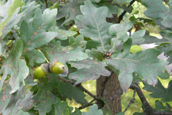 Träd med stora gröna blad ollon.