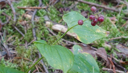 Liten växt med gröna hjärtformade blad och små röda bär.