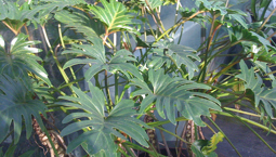 Stor krukväxt med stora flikiga blanka gröna blad.