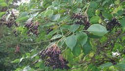Träd med gröna blad och klasar med många små svarta bär.