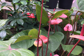 Krukväxt med stor gröna blad och rosa blomma med stängel