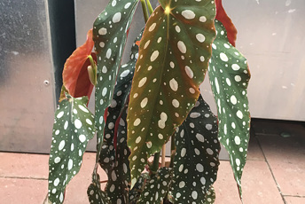 Krukväxt med stora vitprickiga blad