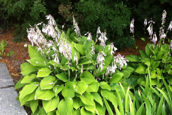 Växt med stora gröna blad och ljuslila blommor