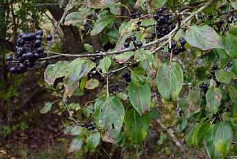 Träd med gröna blad och svarta bär.