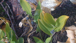 Växt med liljekonvaljliknande blad och blåa bär.