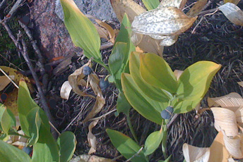 Växt med liljekonvaljliknande blad och blåa bär.