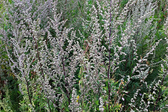 Meterhög buskliknande växt med många små grå blommor