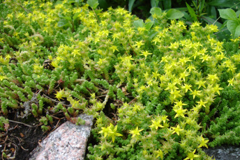 Lågväxande suckulent med gula blommor.