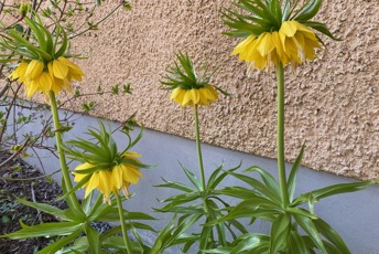 Stora gula blommor på lång stjälk