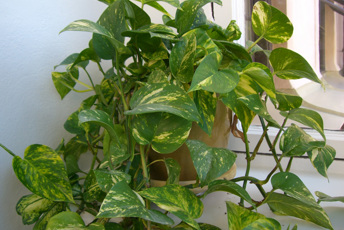 Klätterväxt med gulgröna blad.