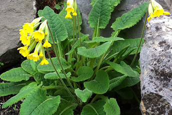 Växt med gula blommor.