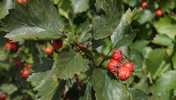 Växt med gröna flikig blad och röda bär.