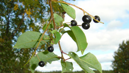 Kvist från ett träd med görna blad och svarta bär.