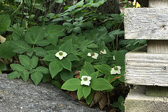 Grön låg växt med vit blomma.