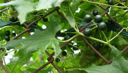 Kätterväxt med gröna blad och svarta bär.