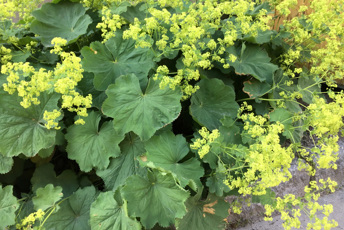 Stora gröna blad med gula blomställningar