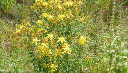 Utomhusväxt med gröna blad och gula blommor.