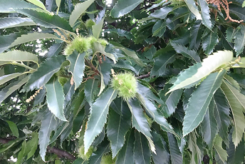 Träd med långa gröna blad och taggiga frukter