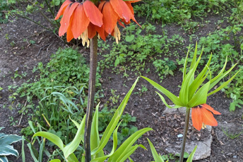 Stor orange blomma på lång stjälk