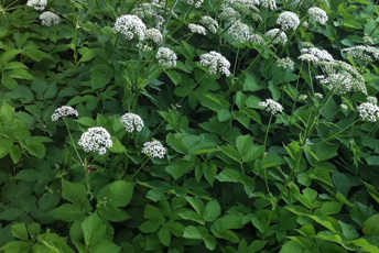 Växt med vita blommor i flock