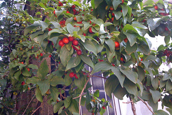 Buske eller träd med gröna blad och röda bär