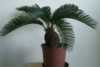 Krukväxt med kraftig kotteliknande stjälk och palmliknande blad.