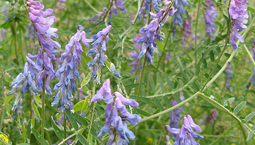 Grön växt med blålila blommor