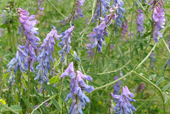 Grön växt med blålila blommor