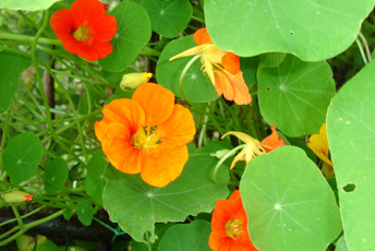 Stora gröna runda blad och gula, orangea och röda blommor