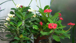 Krukväxt med gröna blad, röda blommor.
