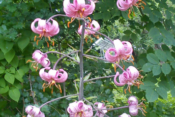 Rosa blommor på en hög stängel.