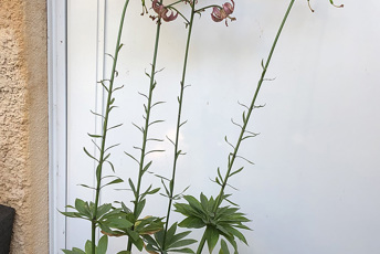 Rosa blommor på långa gröna stjälkar med blad allra längst ned