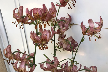 Rosa prickiga blommor med bakåtvända kronblad