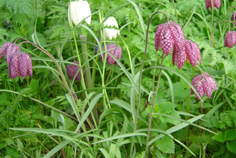 Lila och vita blommor i gräset