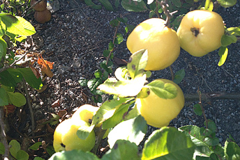 Litet träd med små äppelliknande frukter