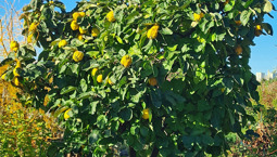 Träd med stora päronliknande frukter