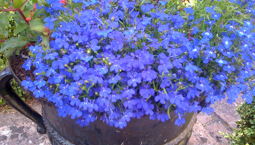 Kruka med många små blå blommor