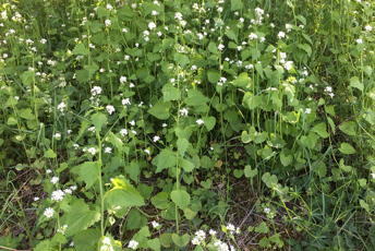 Hög växt med små vita blommor