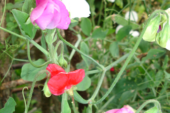 Klättrande växt med olikfärgade blommor