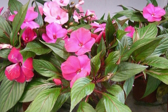 Krukväxt med gröna blad och rosa blommor.