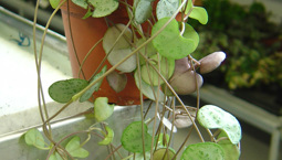 Krukväxt med grönspräckliga små hjärtformade blad som sitter på lång hängande stjälk.