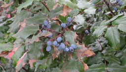 Buske med glansiga blad och blå bär