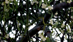 Vita bär på växt i ett träd