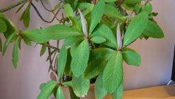 Växt med ljusgröna blad i kruka