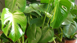 Grön växt med stora flikiga blad