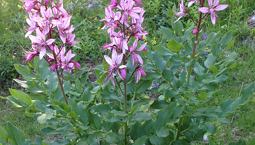 buske, gröna blad och rosa blommor